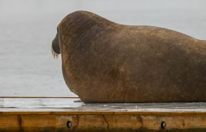 The celebrity walrus “Freya” has arrived in Oslo