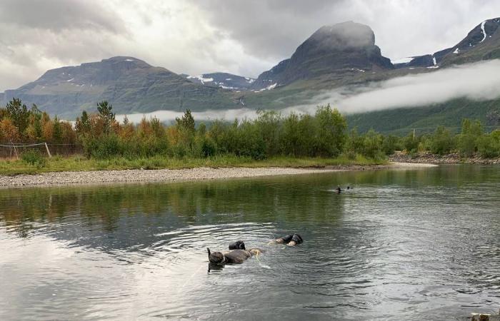 Salmon river in Skibotn in Troms reported healthy for salmon parasite after 43 years – NRK Troms and Finnmark