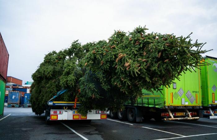 Rough journey for Bergen Christmas tree gift to Newcastle