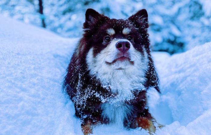 Cold record in Nordland and veterinarian with recommendation for dog owners – NRK Nordland