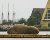 The celebrity walrus “Freya” has arrived in Oslo