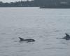Now the dolphins are taking over the Oslofjord – VG