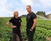 Farmers must destroy crops – NRK Rogaland – Local news, TV and radio