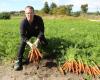 Farmer plowed down 80 tonnes of carrots – NRK Rogaland – Local news, TV and radio