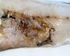 Parasite in fish: – Parasite findings: