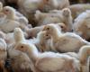Broiler, Animal welfare | Green fiction about chicken