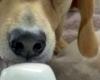 Dog with tail in forehead goes viral: See it here