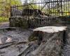 Bare stumps remain in the cemetery in Fjaler – the municipality felled a tree by mistake – NRK Vestland