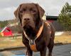 Labradors and flatcoated retriever dogs have a gene that makes them fat – NRK Nordland
