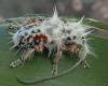 “Bird droppings” were a new, hairy beetle species – NRK Norway – Overview of news from different parts of the country