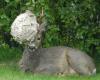 The deer walks around with a sofa cushion in its antlers – but people refuse to call for help