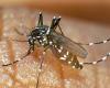 FHI: – Violent increase in dengue fever